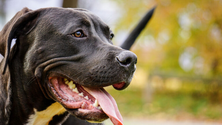 honden