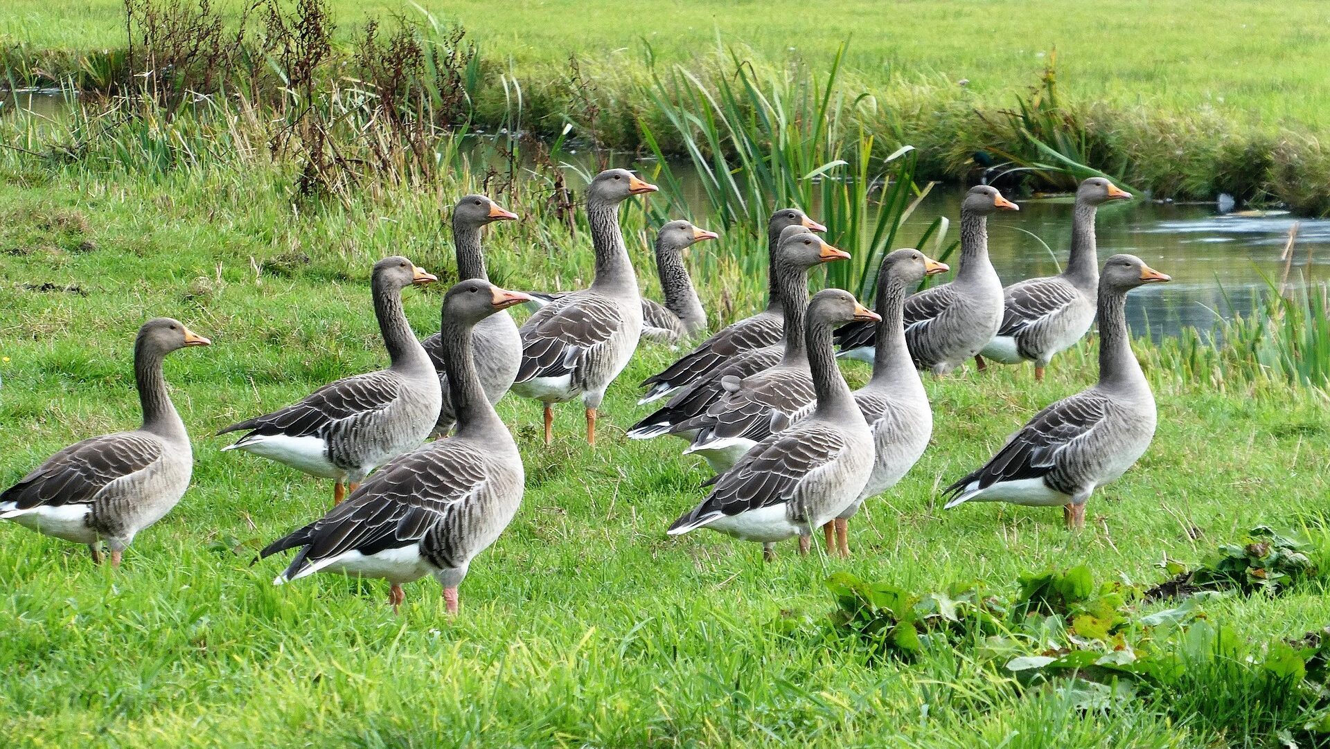elsemargriet-geese-7898732_1920 doodrijden